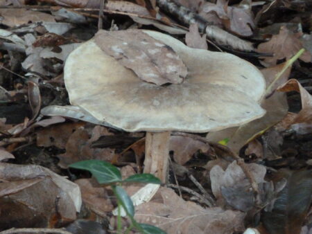 Champignon sous bois