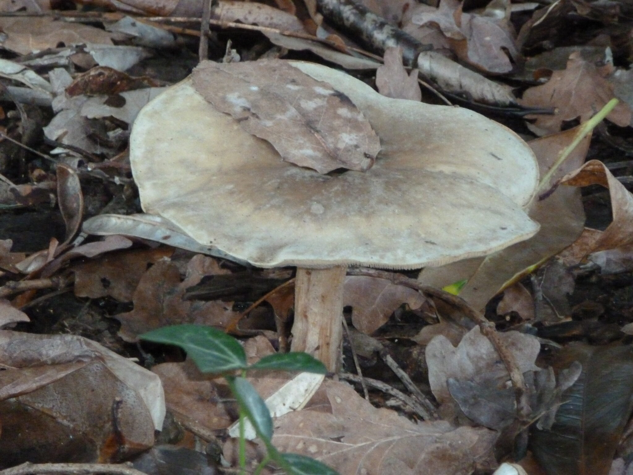 champignon de forêt