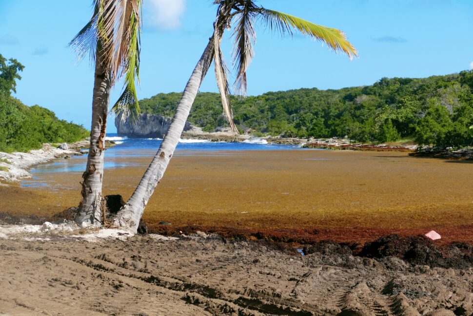 Plage en guadeloupe avec palmiers en premier plan et mer en second plan