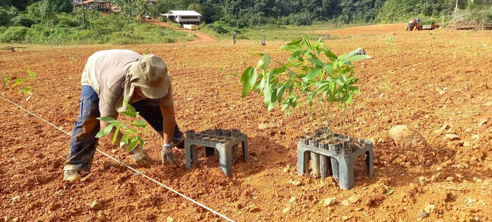 Homme dans un champ plantant des cultures. On devine au loin un engin agricole et une ferme